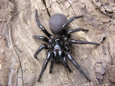 Australijos piltuvėltinklis voras - trečias nuodingiausių vorų sąrašuose 