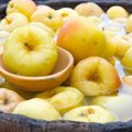 Blogiau nei blogai: sodininkai šiemet skins tik trečdalį obuolių