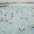 Šaltą žiemą Kinijoje vandens parko darbuotojai padeda gulbėms ir gaigalams