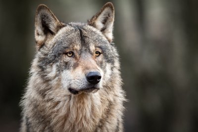 Vilkas