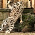 Į Lietuvos zoologijos sodą atvyko snieginis leopardas