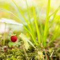 Klimatologas pasakė, kada baigsis vasara