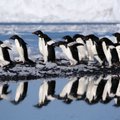 Antarktidoje ant seklumos užplaukus ledkalniui žuvo 150 tūkst. pingvinų
