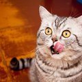 Kodėl katės mėgsta valerijoną?