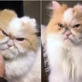 Sunku rasti piktesnį katiną: internautai aptiko naują Grumpy Cat