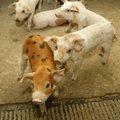 Inovacijos: kiaulės padės gaminti elektrą ir šilumą