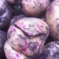 Bulviakasio atradimas - „besišypsančios“ bulvės