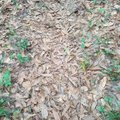 Tik vienetai sugeba greitai rasti lapuose pasislėpusią gyvatę