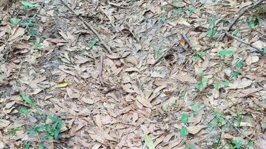 Tik vienetai sugeba greitai rasti lapuose pasislėpusią gyvatę