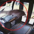 Vaizdo kamera užfiksavo, kaip pro autobuso priekinį langą įšoko elnias