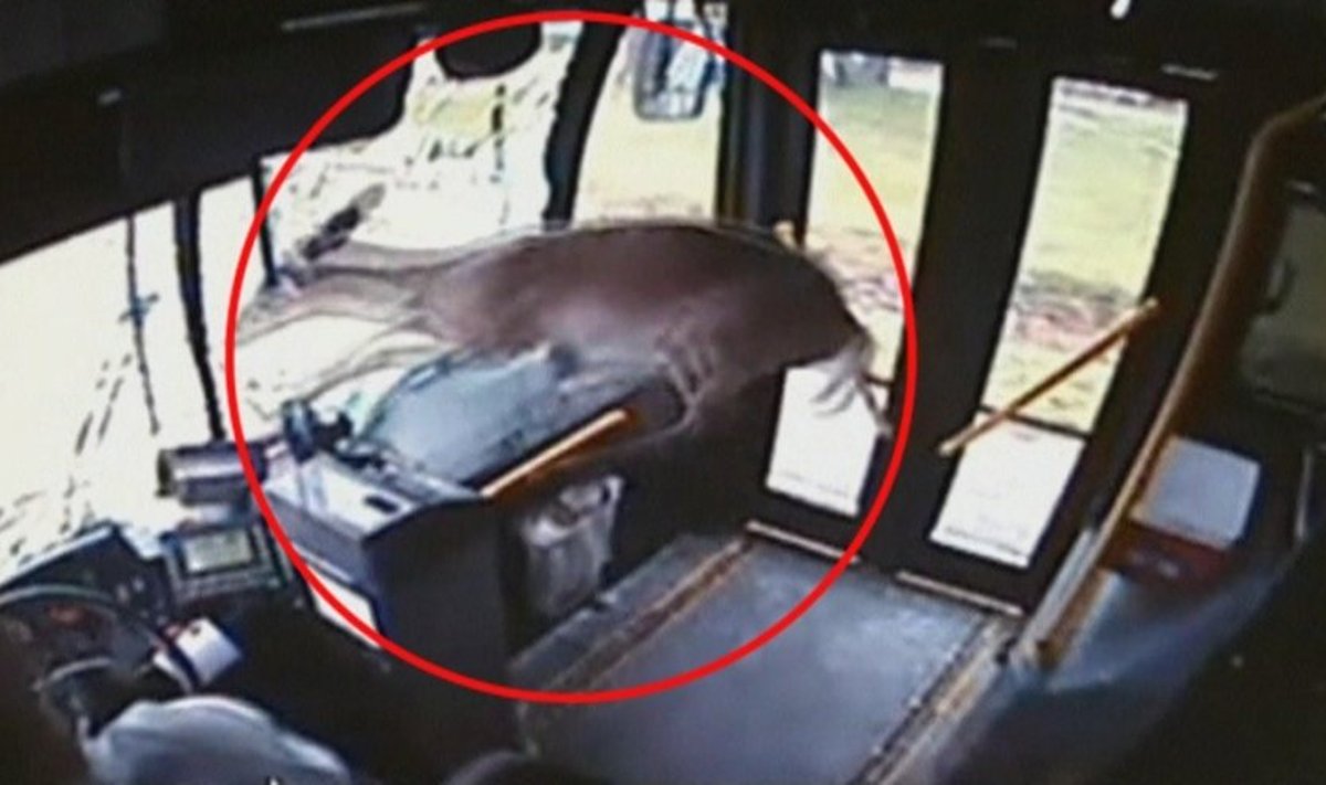 Vaizdo kamera užfiksavo, kaip pro autobuso priekinį langą įšoko elnias