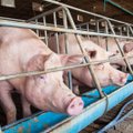 Rokiškio rajone užfiksuotas afrikinio kiaulių maro atvejis – posėdžiauti renkasi ekstremalių situacijų komisija