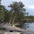 Įspūdingi vaizdai iš Luizianos: upė ryte ryja medžius
