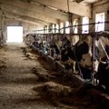 Pieno ūkiai nyksta tūkstančiais