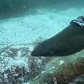 Užfiksuotas ryklys, įkliuvęs į judesius varžančio aštriabriaunio žiedo spąstus