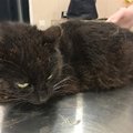 Pakalnutės kova su liga: katytei reikia pagalbos