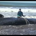 Po 28 valandų gelbėjimo operacijos į krantą išmestas banginis grąžintas namo
