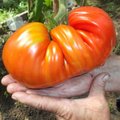 Kaunietės šiltnamyje užderėjo įspūdingo dydžio pomidoras