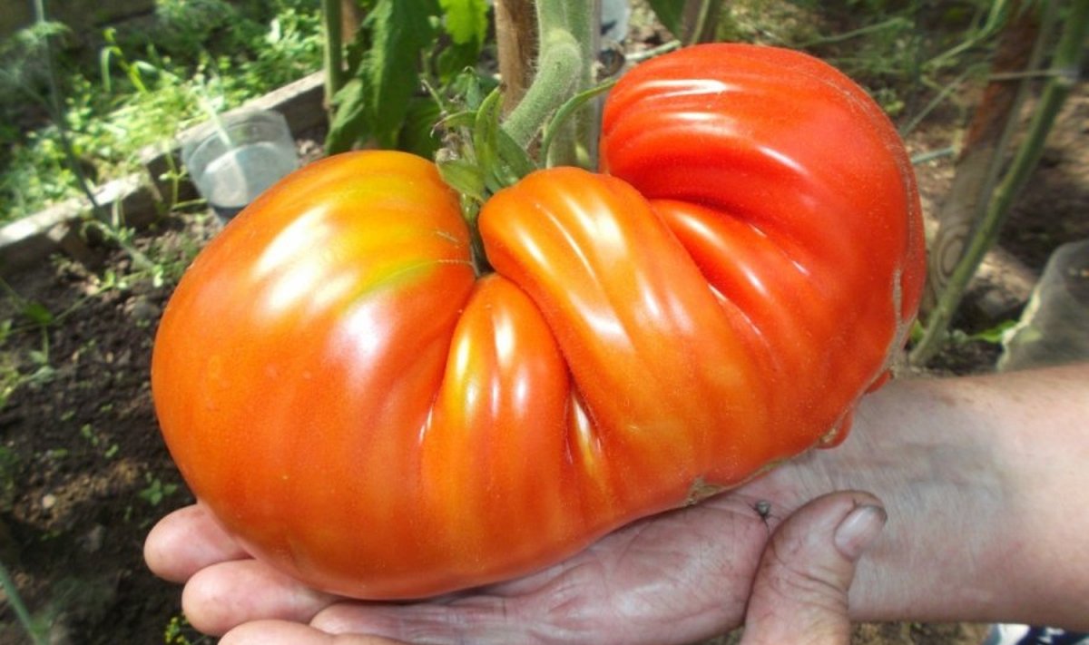 Kaunietės derliaus perlas - pomidoras gigantas