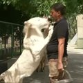 Bagdado zoologijos sodo lankytojams pristatytas retas baltasis liūtukas