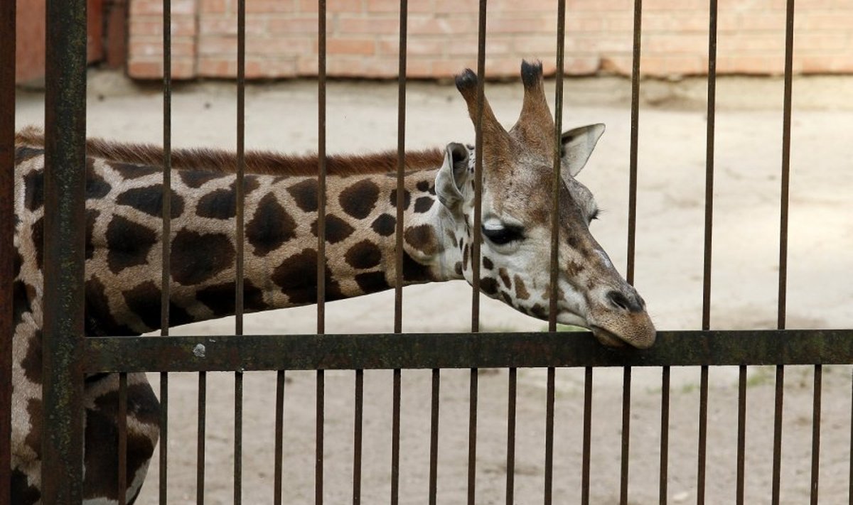 Lietuvos zoologijos sode – paskutinė galimybė pamatyti žirafas