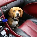 Šuo automobilyje: kada vasaros kelionės augintiniui kelia pavojų