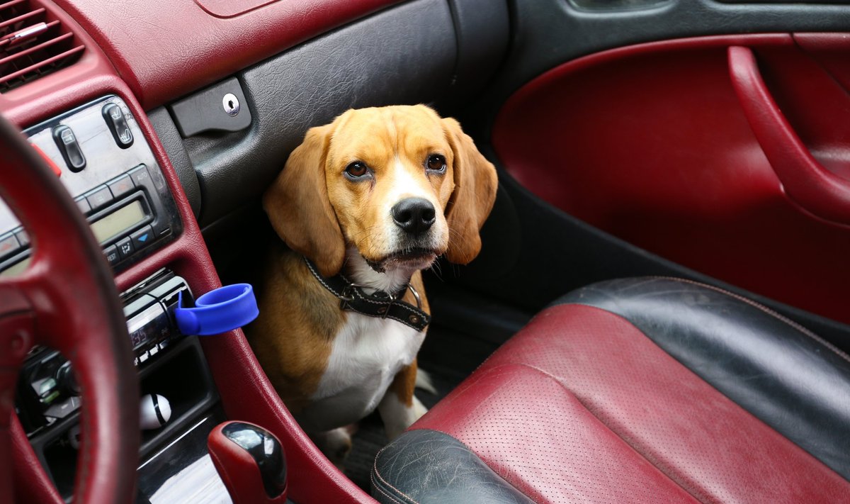 Šuo automobilyje