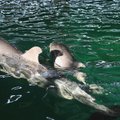 Lankytojus į Atikos zoologijos sodą traukia delfinai iš Lietuvos