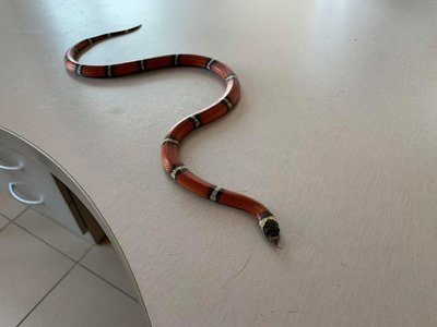 Gyvatė namuose