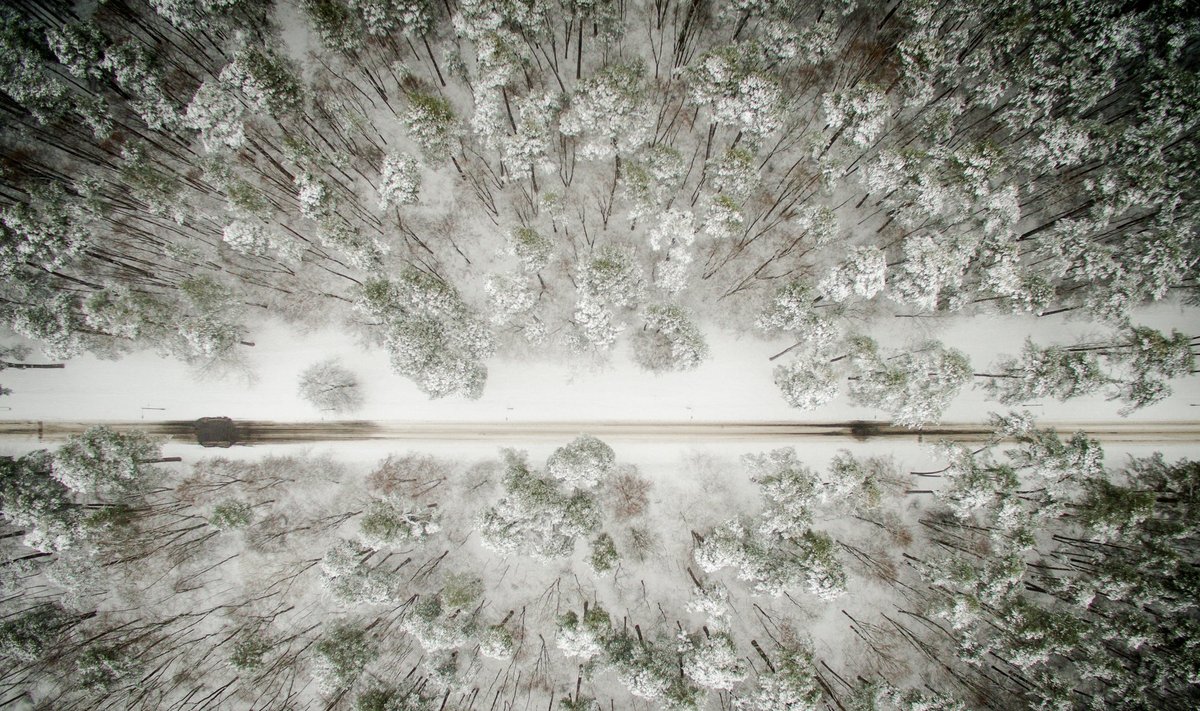 A forest road in Lithuania