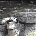 iPanda: tiesioginė 28 kameromis filmuojamų pandų transliacija visą parą