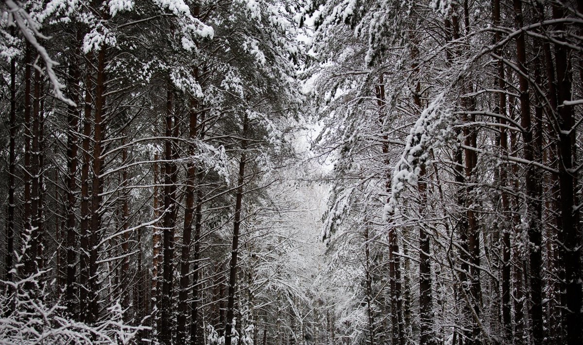Miškas žiemą