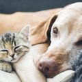 Еврокомиссия намерена ужесточить правила содержания домашних кошек и собак