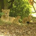 Londone pademonstruoti gimę reti Azijos liūtukai
