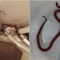 Жительница Клайпеды обнаружила у себя дома змею