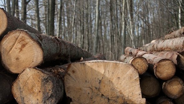 Miškų urėdijose medienos kainos krito 40 proc.