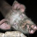 Lietuva dėl kiaulių maro imsis dezinfekavimo pasienyje