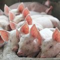 Afrikinis kiaulių maras plinta į naujas teritorijas – židiniai užfiksuoti Italijoje ir Šiaurės Makedonijoje