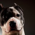 Mokslininkai tiria, ar šunų genuose gali būti užkoduotas agresyvumas