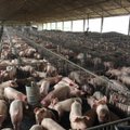 Rado ūkį, kuriame kiaulės laikytos taip, kad pasitaikė kanibalizmo atvejų