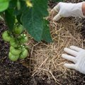 Efektyvi kova su piktžolėmis: kaip tinkamai mulčiuoti daržą