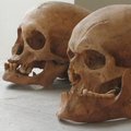 Mumijų tyrimų maratonas: kokias praeities istorijas mena mirusiųjų palaikai?