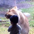 Vaikai zoologijos sode: liūtas bando suvalgyti, beždžionė rodo užpakalį