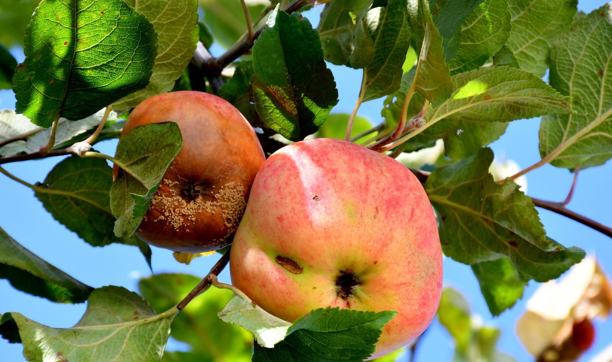 Pūvantys obuoliai ant medžio