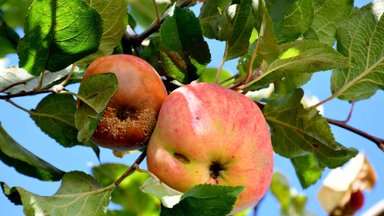Esminės klaidos, dėl ko supūva obuoliai ant medžio