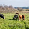 EC considers additional support for Lithuania’s dairy farmers