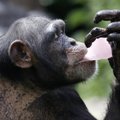 Rūkanti beždžionė iš Libano atvyko reabilitacijai į Braziliją
