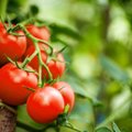 Kaip ir kuo laistyti pomidorų daigus, kad jie atsidėkotų puikiu derliumi