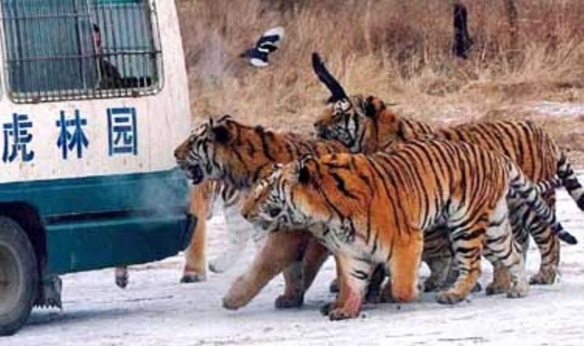 Kinijoje esančio Heilongdžango Sibiro tigrų parko gyventojai eina paskui automobilį, vežantį jiems maistą. Sibiro tigrai yra viena iš 10 labiausiai nykstančių gyvūnų rūšių – laisvėje jų gyvena vos 400.