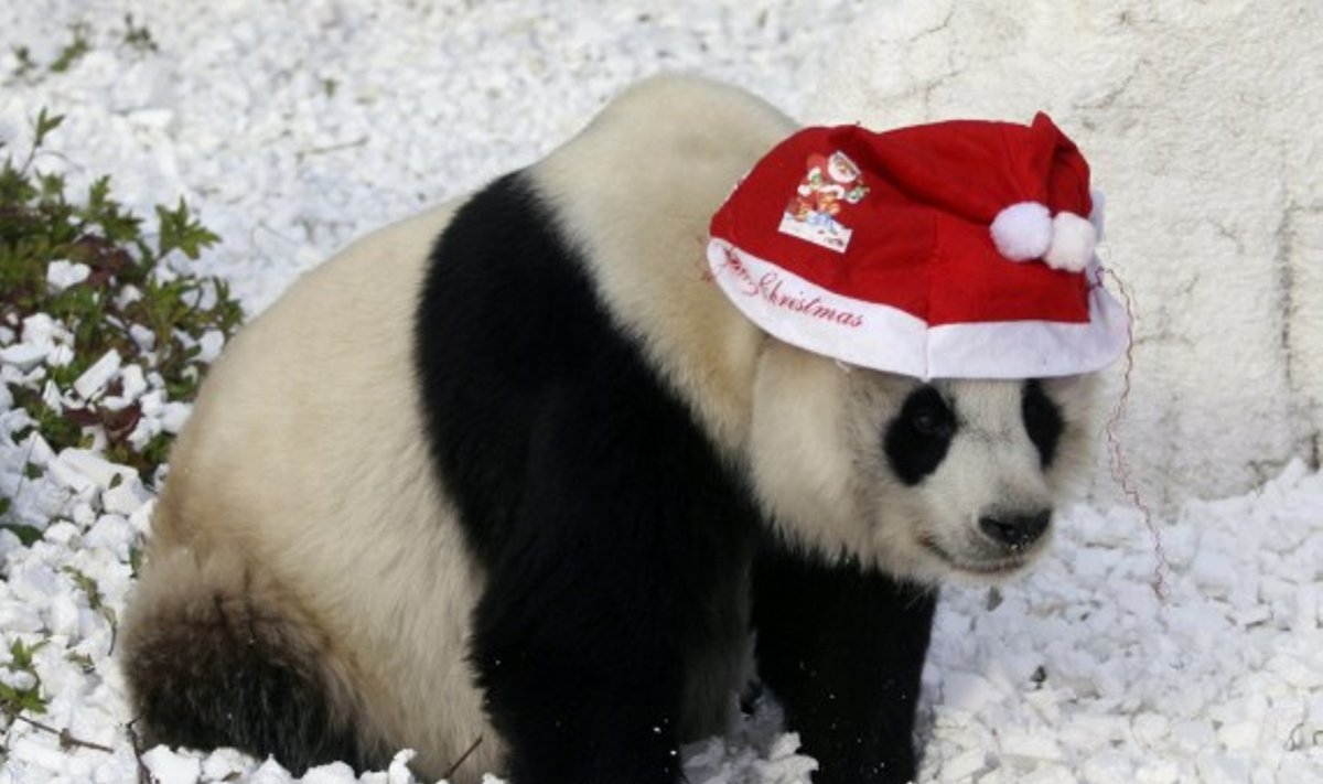 Kinijos Dziameno miesto zoologijos sode šventiškai pasipuošė ir panda.